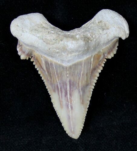 Beautiful Palaeocarcharodon Fossil Shark Tooth - #19785